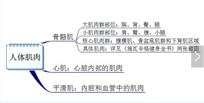 你真的認識你身體的肌肉嗎？